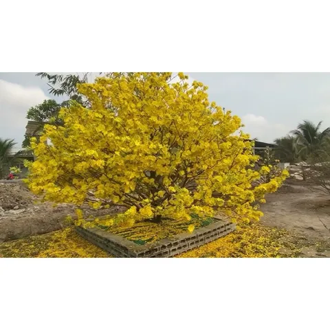 Siêu tạo nụ mai vàng hàng loạt 10-60-10 + Te HK giúp kích hoa chuẩn nụ kim giúp hoa nở đồng đều
