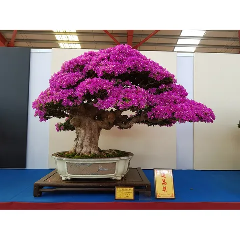 Siêu Hoa Giấy 700g | Phân Bón Hoa Giấy | Tược Mạnh, Cứng Cây, Ra Nhiều Hoa, Hoa To Màu Đẹp