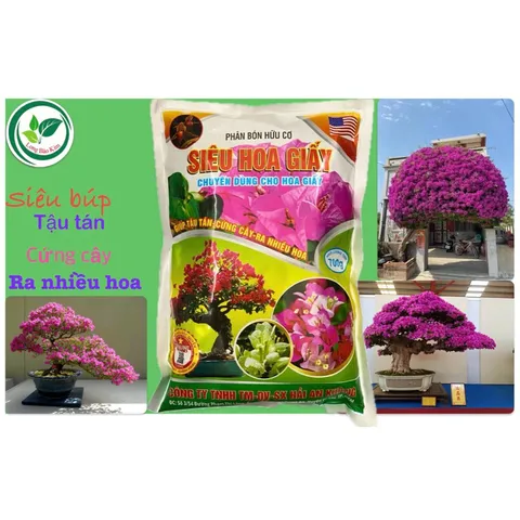 Siêu Hoa Giấy 700g | Phân Bón Hoa Giấy | Tược Mạnh, Cứng Cây, Ra Nhiều Hoa, Hoa To Màu Đẹp