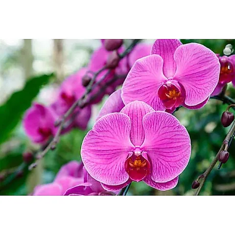 Phân Bón Vitamin B1 Thái Cung Cấp Dinh Dưỡng Cho Cây Trồng, Dung Tích 100ml