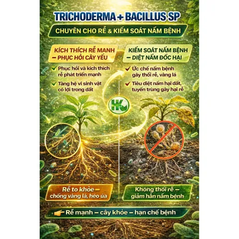 Trichoderma Bacillus SP 1KG – Kích Rễ Mạnh, Diệt Nấm Bệnh, Chống Thối Rễ, Vàng Lá, Vi Sinh Đất