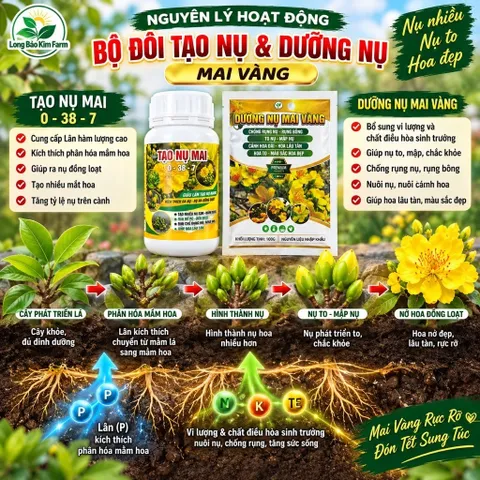 Combo Tạo Nụ Dưỡng Nụ Mai Vàng 0-38-7 – Hỗ Trợ Tạo Nhiều Nụ, Nụ To Mập, Hoa Nở Đẹp