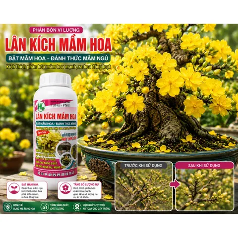Lân Kích Mầm Hoa 500ml HK FUNO PN01 - Bật Mầm Hoa, Tăng Nụ, Hỗ Trợ Ra Hoa Đồng Loạt Cho Mai, Lan, Hoa Giấy, Cây Ăn Trái