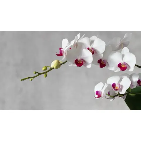 Phân Bón Hữu Cơ Siêu Hoa Lan Orchid 2 Giúp Kích Thích Ra Hoa, Dung Tích 500gram