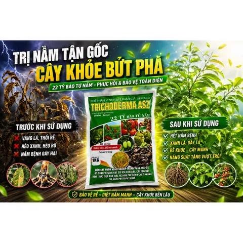 Trichoderma ASZ 1KG – Trị Tuyến Trùng Rễ Hiệu Quả, Diệt U Sưng Rễ, Kích Rễ Mạnh, 22 Tỷ Bào Tử