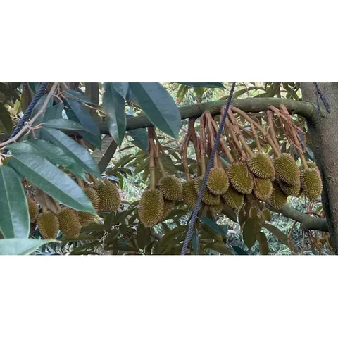 Canxi Nitrate Siêu Tạo Mầm Hoa Tăng Đậu Quả 100gram - Chống Rụng Hoa Trái Non - Hạn Chế Thối Trái -Tăng Khả Năng Hấp Thu