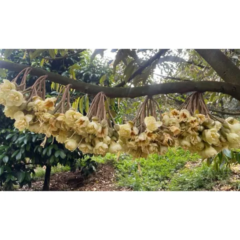 NPK 20-20-15 + TE Cao Cấp 1kg – Phân Bón Rau Màu, Hoa, Cây Cảnh – Đạm Chồi Mạnh, Hoa Nhiều, Nuôi Trái Tốt
