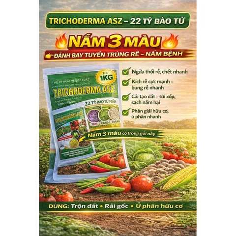 Trichoderma ASZ 1KG – Trị Tuyến Trùng Rễ Hiệu Quả, Diệt U Sưng Rễ, Kích Rễ Mạnh, 22 Tỷ Bào Tử