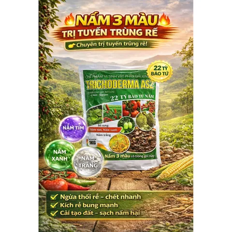 Trichoderma ASZ 1KG – Trị Tuyến Trùng Rễ Hiệu Quả, Diệt U Sưng Rễ, Kích Rễ Mạnh, 22 Tỷ Bào Tử
