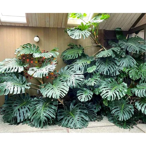 Siêu Phân Bón Dùng Cho Cây Kiểng Lá Và Monstera Gói 700gram