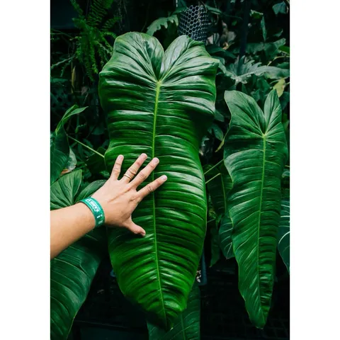 Siêu Phân Bón Dùng Cho Cây Kiểng Lá Và Monstera Gói 700gram