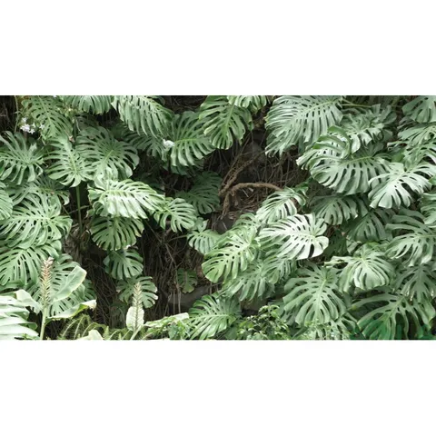 Siêu Phân Bón Dùng Cho Cây Kiểng Lá Và Monstera Gói 700gram