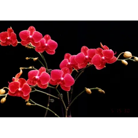 Combo dưỡng rễ kích hoa cho phong lan orchid 1 và orchid 2 hàng công ty chính hãng