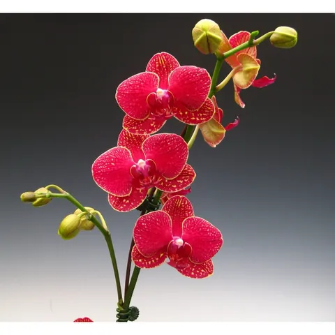 Combo dưỡng rễ kích hoa cho phong lan orchid 1 và orchid 2 hàng công ty chính hãng