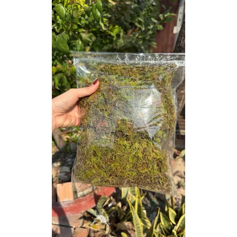 Rêu rừng trồng lan đã qua xử lý 150gram giữ ẩm cho thân và gốc cây