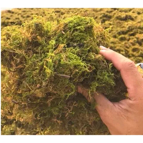 Rêu rừng trồng lan đã qua xử lý 150gram giữ ẩm cho thân và gốc cây