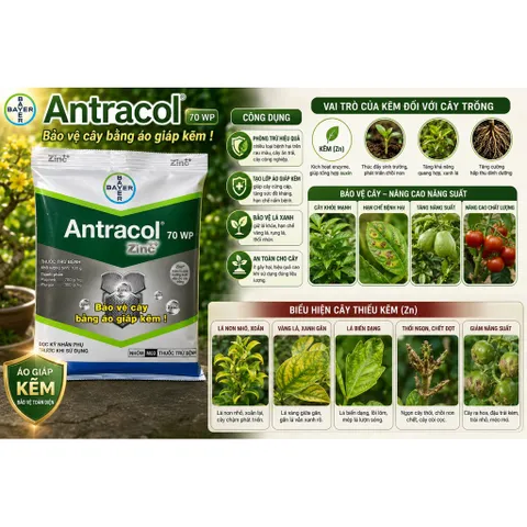 Antracol 70WP Bayer Đức 100g Zinc++ Bảo Vệ Cây Tăng Sức Đề Kháng Phòng Bệnh Cho Cây Trồng