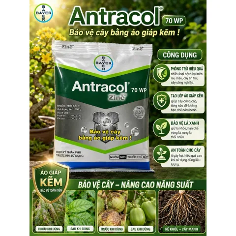 Antracol 70WP Bayer Đức 100g Zinc++ Bảo Vệ Cây Tăng Sức Đề Kháng Phòng Bệnh Cho Cây Trồng