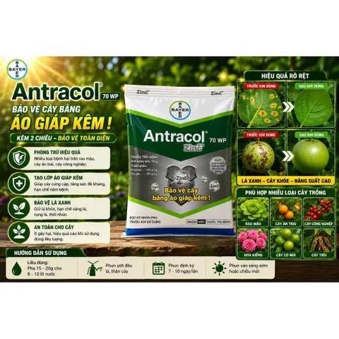 Antracol 70WP Bayer Đức 100g Zinc++ Bảo Vệ Cây Tăng Sức Đề Kháng Phòng Bệnh Cho Cây Trồng