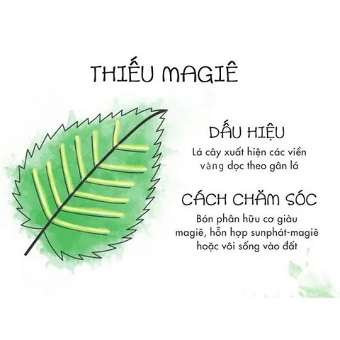 Magie Kẽm 50g- 100gr | Bổ Sung Mg + Zn | Biến Vàng Thành Xanh | Xanh Lá, Dày Lá, To Trái
