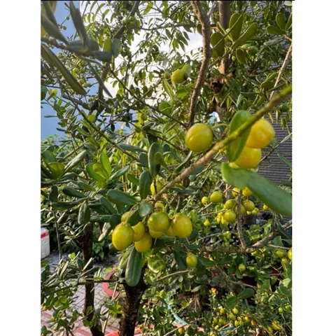 Phân NPK Kích Ra Hoa Đậu Trái 6-32-32, Lọ 100gram