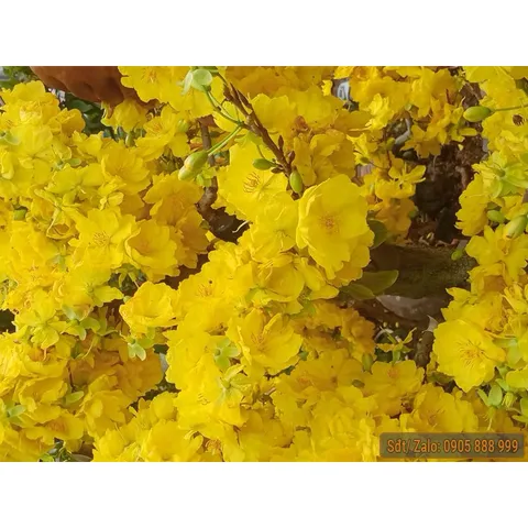 Phân bón SIÊU HOA MAI (gói 700g) chuyên dùng cho cây hoa mai giúp cây khoẻ, bung đọt, nảy chồi, trổ đều, ra nhiều hoa