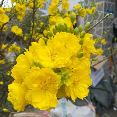 Phân bón SIÊU HOA MAI (gói 700g) chuyên dùng cho cây hoa mai giúp cây khoẻ, bung đọt, nảy chồi, trổ đều, ra nhiều hoa