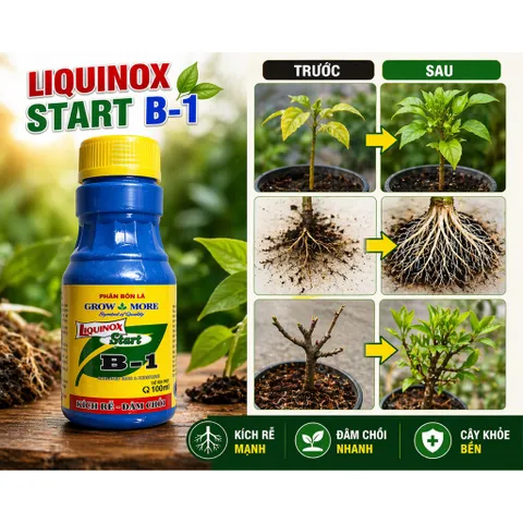 [Combo 5 chai] Liquinox Start B1 Kích Rễ Cực Mạnh – Phục Hồi Cây Suy, Bật Chồi Nhanh, Dùng Cho Mọi Loại Cây Trồng