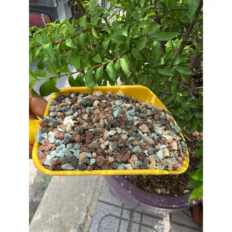 Đá ngũ sắc Rải Mặt Đất Cho Sen Đá Xương Rồng Kích Rễ Giữ Màu Sen Đá Chống Văng Khi Tưới túi 1kg