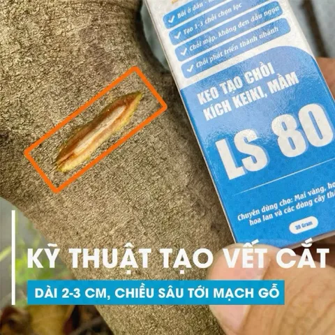 LS80 Kích Mầm Keiki Tạo Chồi Mới Cho Lan, Mai, Cây Kiểng Bonsai Hũ 30g