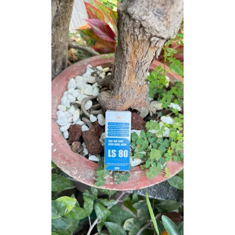 LS80 Kích Mầm Keiki Tạo Chồi Mới Cho Lan, Mai, Cây Kiểng Bonsai Hũ 30g