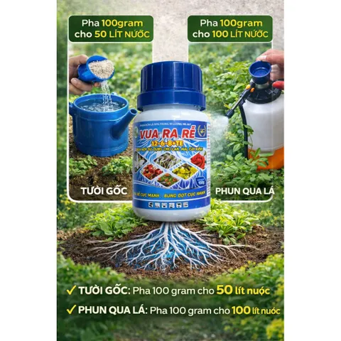 Siêu Ra Rễ Combi  – NPK 12-6-8+TE, Hỗ Trợ Ra Rễ, Bung Đọt, Dùng Cho Lan, Mai, Cây Kiểng