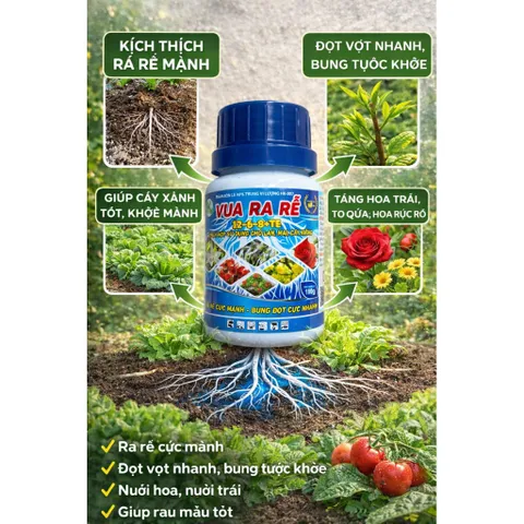 Siêu Ra Rễ Combi  – NPK 12-6-8+TE, Hỗ Trợ Ra Rễ, Bung Đọt, Dùng Cho Lan, Mai, Cây Kiểng
