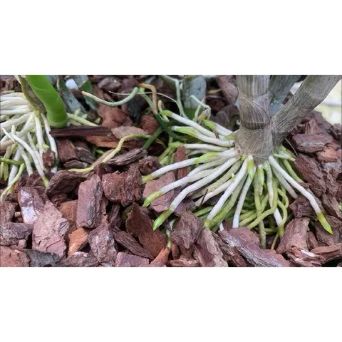 Vỏ thông đỏ cao cấp xay đẹp gói 1kg