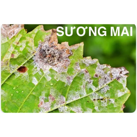 MANCOZEB XANH Phòng Trừ Thối Nhũn, Vàng Lá, Xoăn Đọt, Phấn Trắng, Khô Đầu Lá, Sương Mai…
