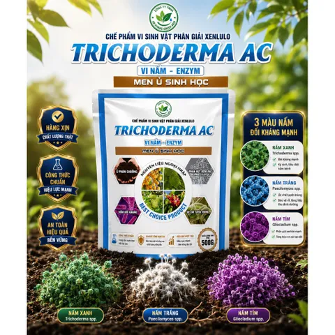 TRICHODERMA AC 500G Vi Nấm Men Ủ Sinh Học Phân Giải Hữu Cơ Phòng Tuyến Trùng Cải Tạo Đất Thối Rễ Vàng Lá