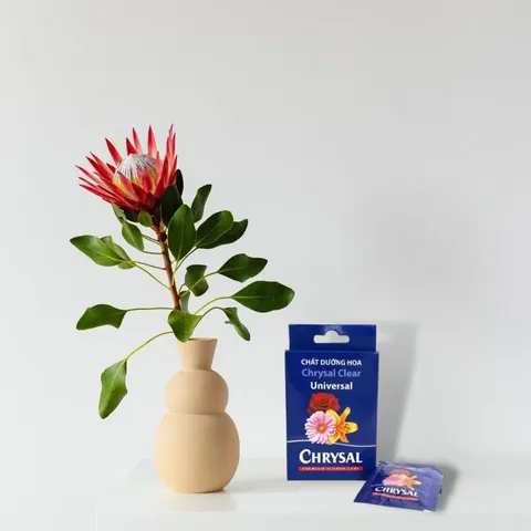 Chất dưỡng hoa tươi lâu hàng nhập khẩu chính hãng của Dalat Hasfram gói 5gram