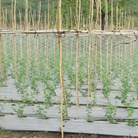 Lưới làm giàn leo dưa chuột, mướp, dưa leo khổ 2m x 100m