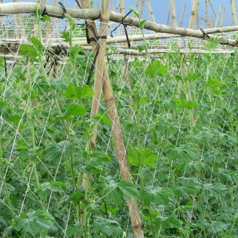 Lưới làm giàn leo dưa chuột, mướp, dưa leo khổ 2m x 100m