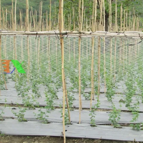 Lưới giàn dưa leo dưa chuột 2 x 100m, Lưới làm giàn mướp đắng, khổ qua /  Lưới làm giàn đỗ, đậu