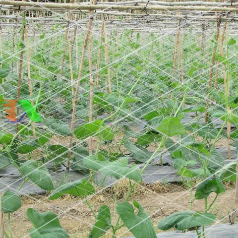 Lưới giàn dưa leo dưa chuột 2 x 100m, Lưới làm giàn mướp đắng, khổ qua /  Lưới làm giàn đỗ, đậu