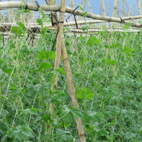 Lưới làm giàn leo Dưa chuột, mướp , khổ qua, cà chua, đậu, đỗ....kt 2mx100m