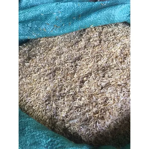 3 kg trấu khô, trấu sống, trấu sạch