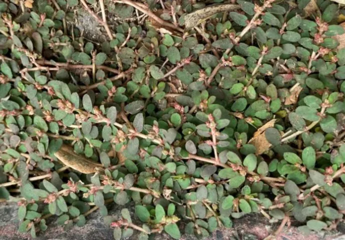 Cỏ sữa Lá Nhỏ, vú sữa đất thân tím Tươi 1kg - thanh nhiệt, thông huyết, tiêu viêm, tiêu độc