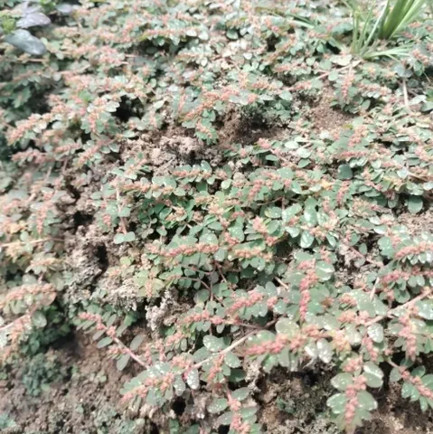 Cỏ sữa Lá Nhỏ, vú sữa đất thân tím Tươi 1kg - thanh nhiệt, thông huyết, tiêu viêm, tiêu độc