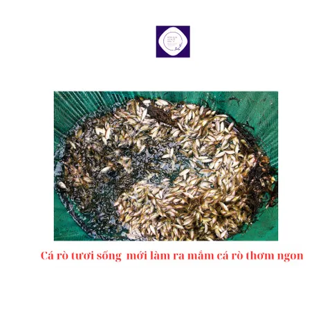 Mắm cá rò đỏ Cô Vi đặc biệt loại một, hũ 500g, mắm cá rò Huế