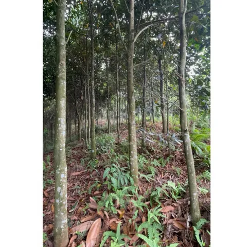 Sỉ 10kg Quế Ống Khô Văn Yên Thơm Cay Nhiều Dầu - Nấu Phở, Thắng Cố, Sốt Vang, Xông Nhà, Làm Tinh Dầu