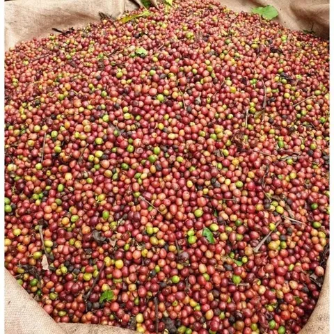 Cà phê Hương Chồn Gu vừa vị thanh - 500gram rang xay pha phin Tấn Ngọc Coffee Cafe