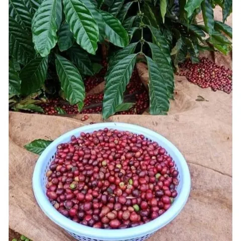 Cà phê Hương Chồn Gu vừa vị thanh - 500gram rang xay pha phin Tấn Ngọc Coffee Cafe