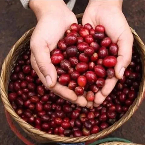 Cà phê Tấn Ngọc thượng hạng moka ban mê thuột Gu mạnh vị đậm (500gr) rang xay pha phin siêu ngon